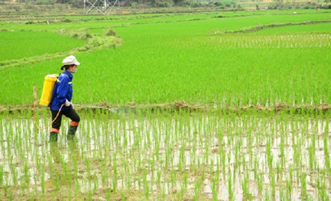 Tăng cường phòng trừ sâu bệnh trên lúa Xuân (21/4/2020)